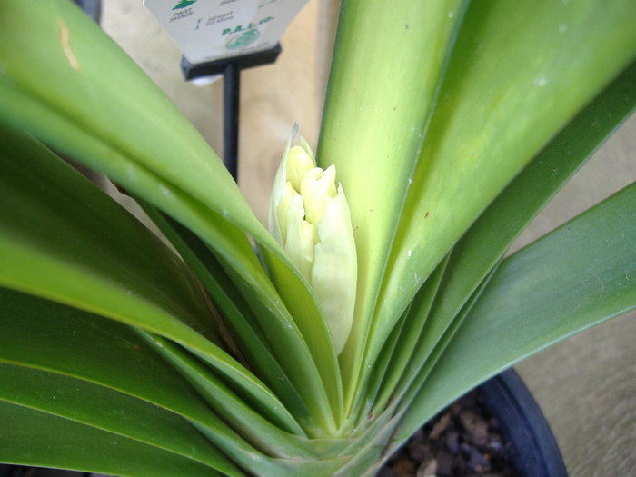 clivia - CLIVIA