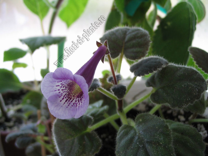 Sinningia mini nr A 7 - GLOXINIA _ SINNINGIA