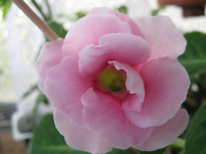 Picture 106 - gloxinia roz dublu 2010