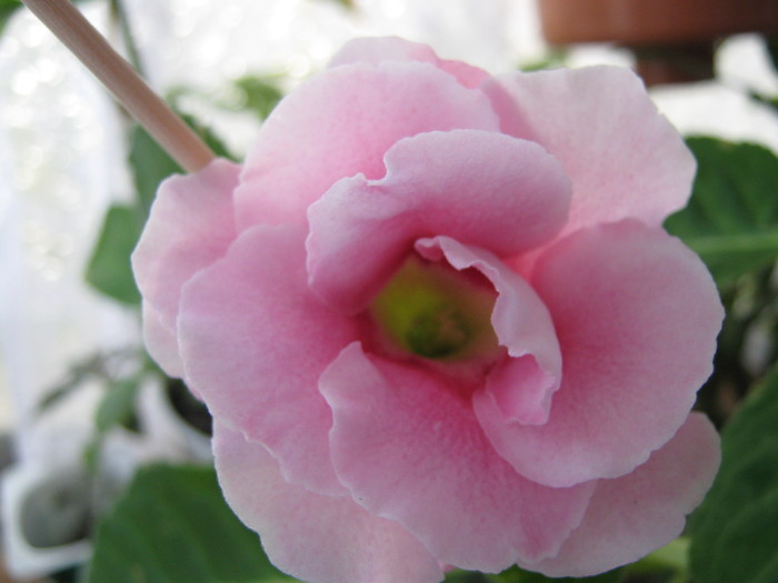 Picture 107 - gloxinia roz dublu 2010