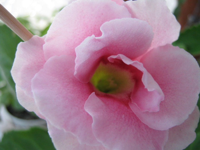 Picture 109 - gloxinia roz dublu 2010