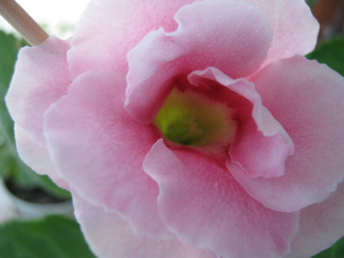Picture 110 - gloxinia roz dublu 2010