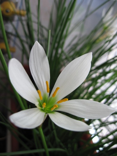 Zephyrantes Candida; 16.09.2010
