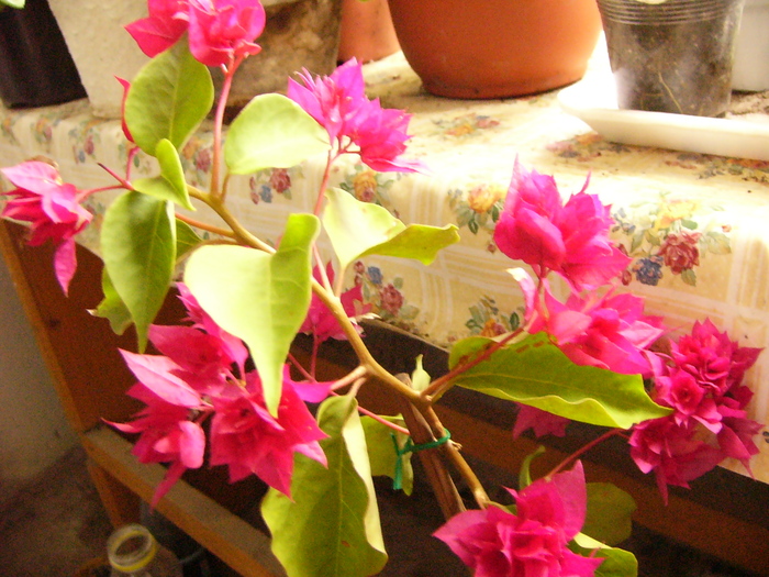 bouga. cu flori involte - Bougainvillia