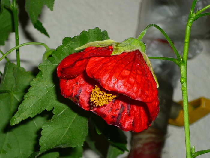 16 sept 2010 - Abutilon