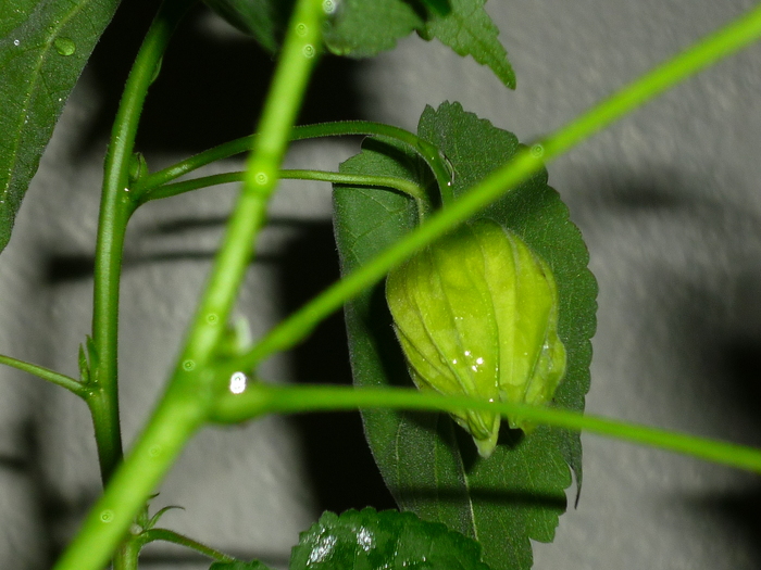 16 sept 2010 - Abutilon