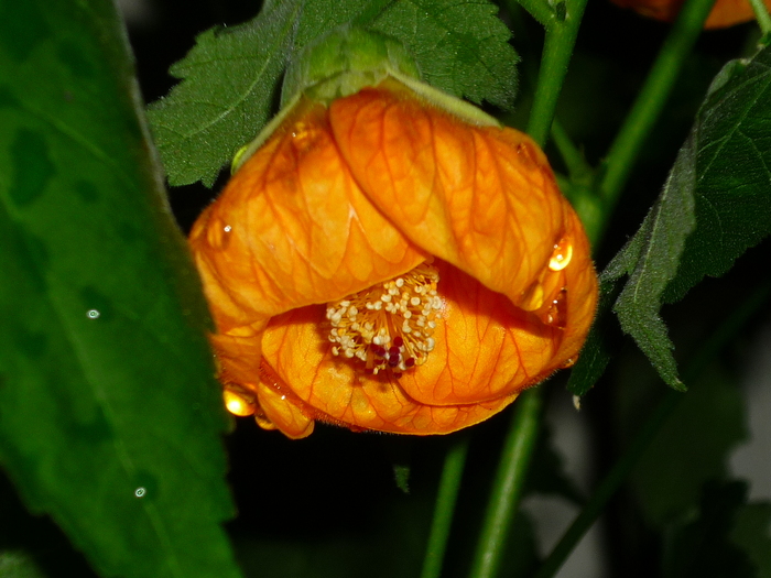 16 sept 2010 - Abutilon