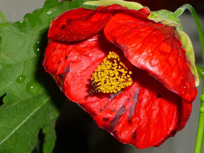 16 sept 2010 - Abutilon