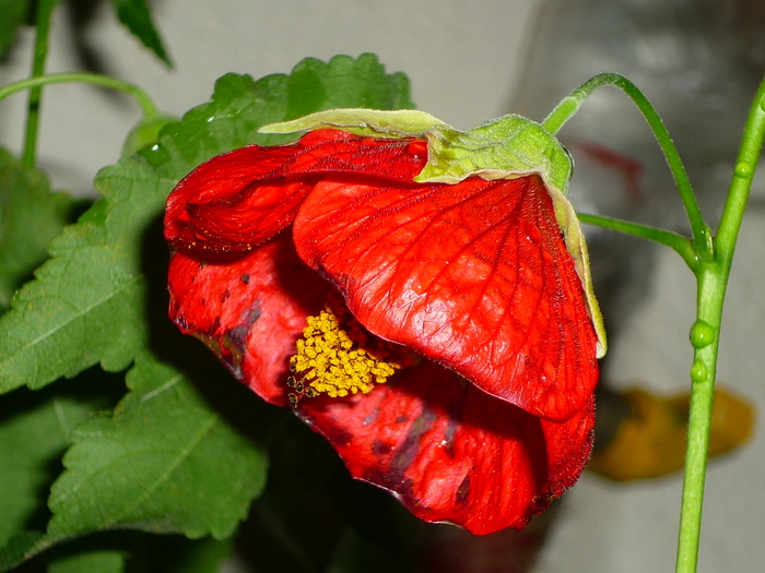 16 sept 2010 - Abutilon