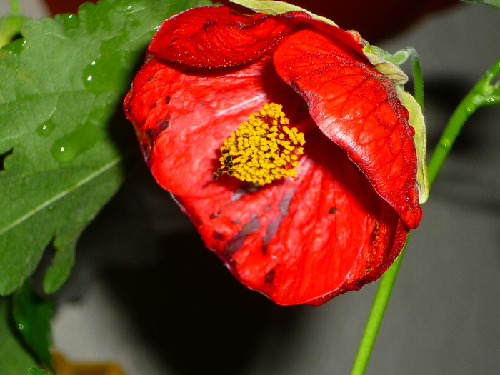 16 sept 2010 - Abutilon