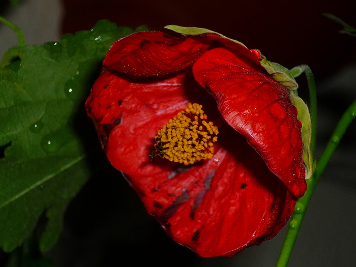 16 sept 2010 - Abutilon