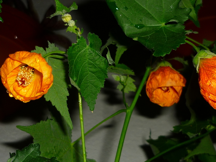 16 sept 2010 - Abutilon