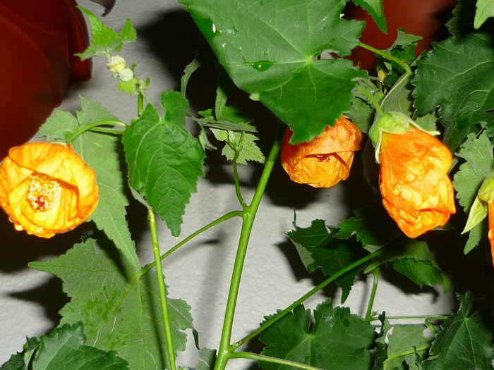 16 sept 2010 - Abutilon