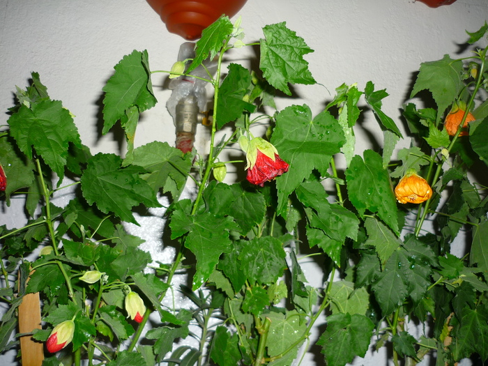 16 sept 2010 - Abutilon