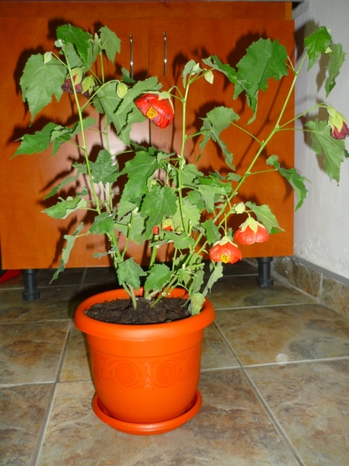 17 sept 2010 - Abutilon