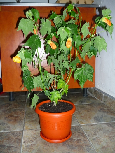 17 sept 2010 - Abutilon