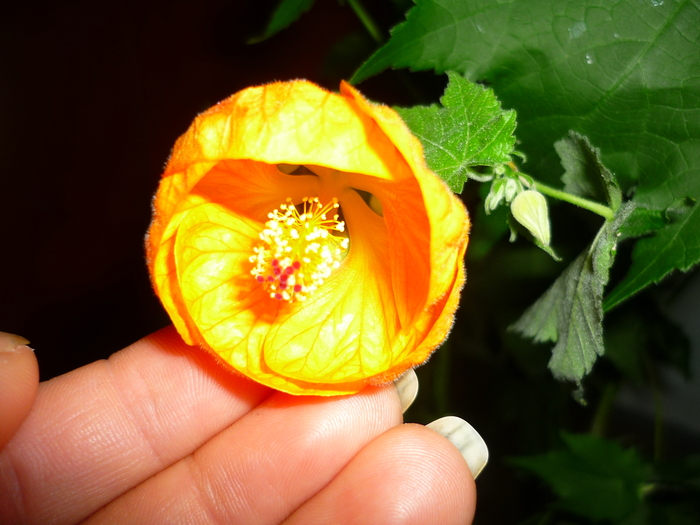 17 sept 2010 - Abutilon