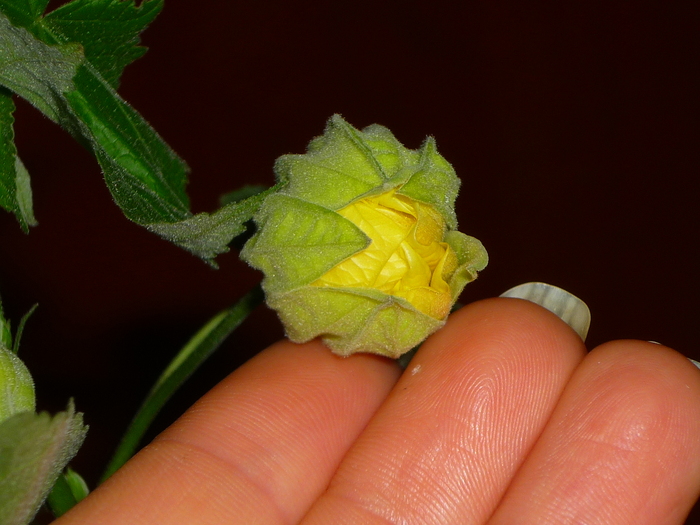 17 sept 2010 - Abutilon