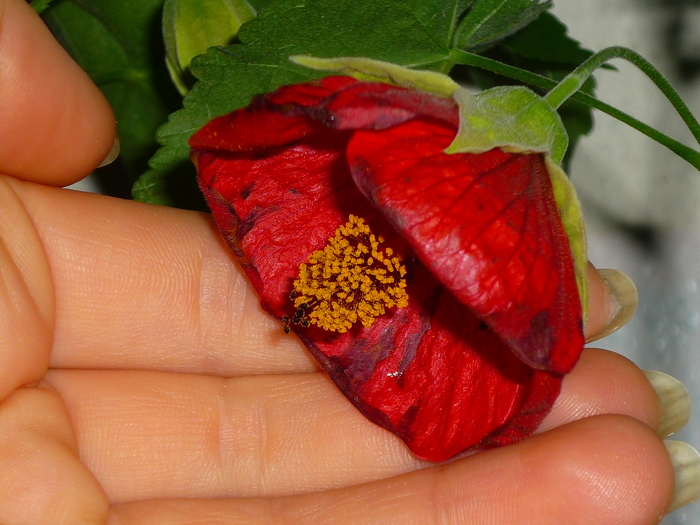 17 sept 2010 - Abutilon