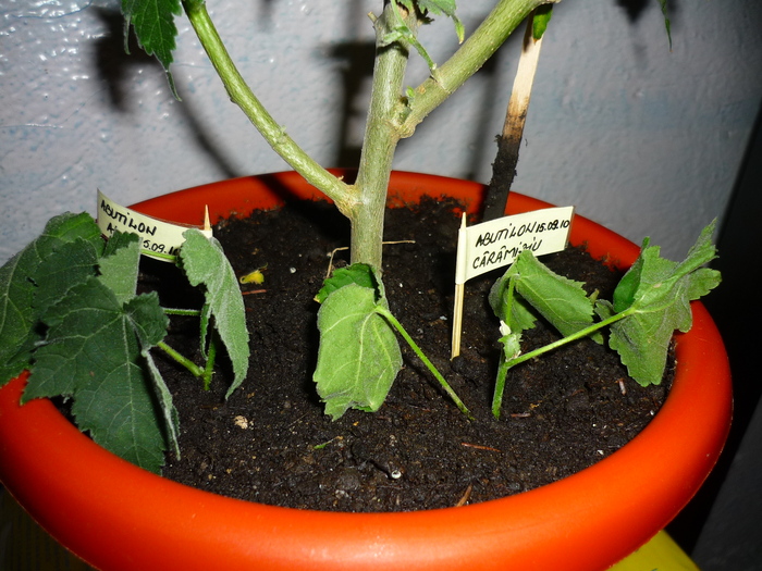 18 sept. 2010