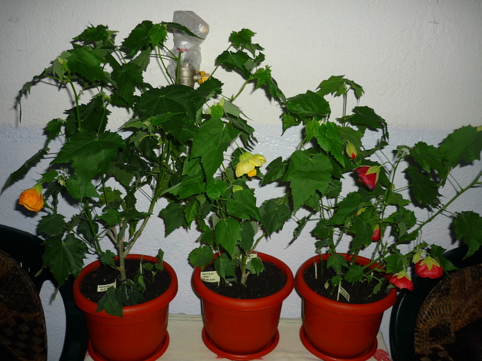18 sept 2010
