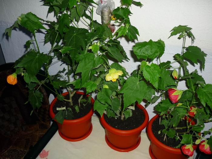 18 sept 2010
