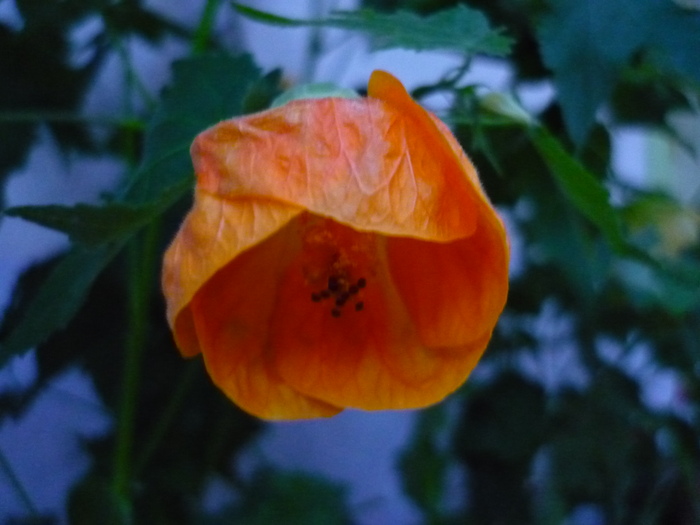 P1070701