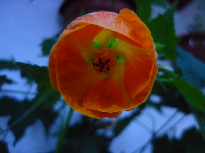 P1070709