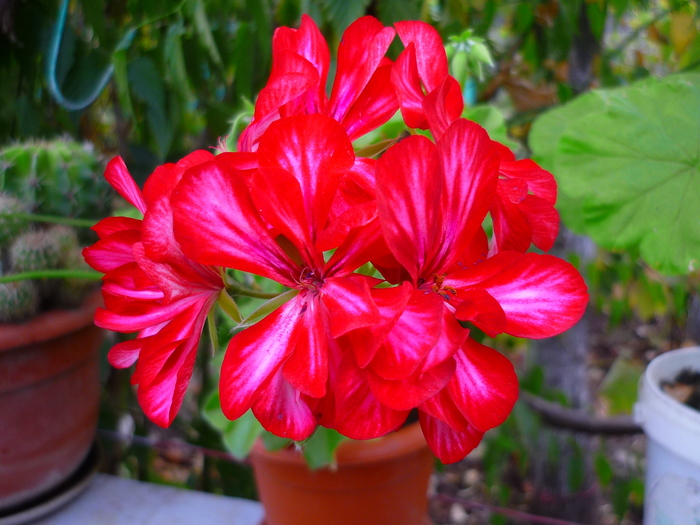 muscatele bunicii in 20 septembrie 2010