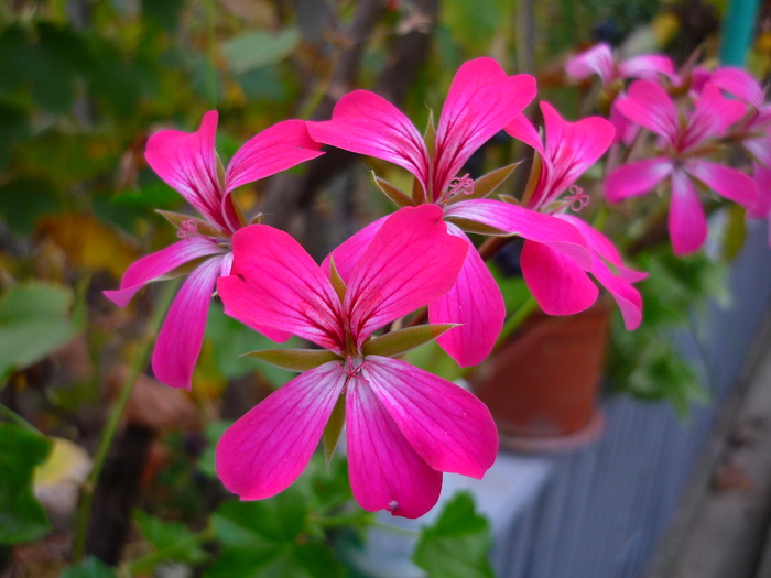 muscatele bunicii in 20 septembrie 2010