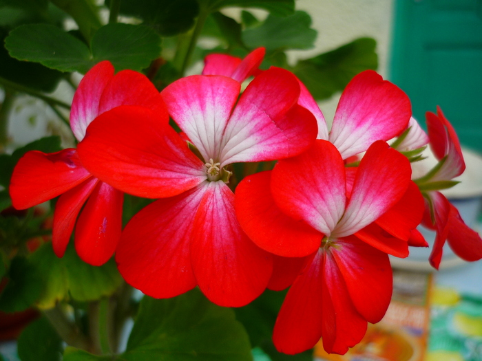 muscatele bunicii in 20 septembrie 2010