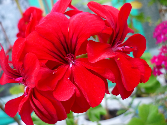 muscatele bunicii in 20 septembrie 2010