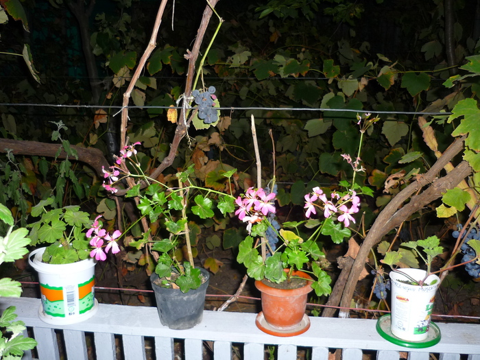 muscatele bunicii in 20 septembrie 2010