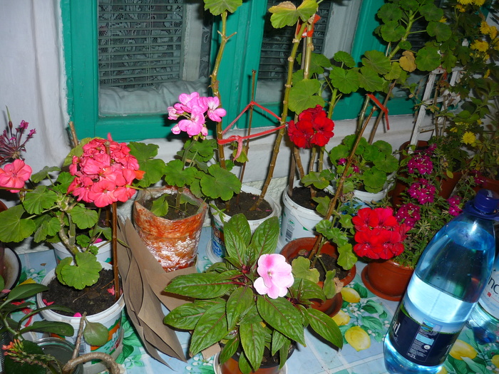 muscatele bunicii in 20 septembrie 2010