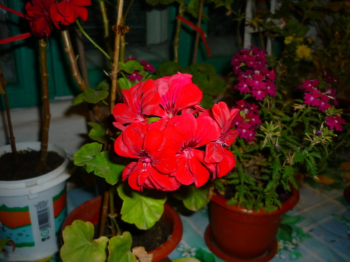 muscatele bunicii in 20 septembrie 2010