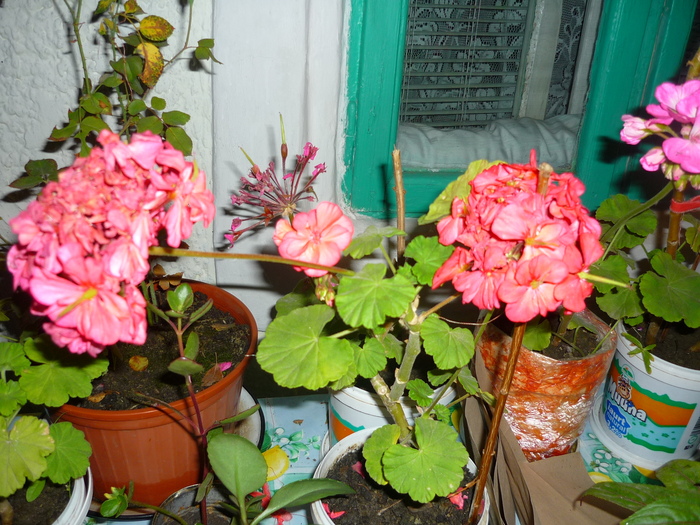 muscatele bunicii in 20 septembrie 2010