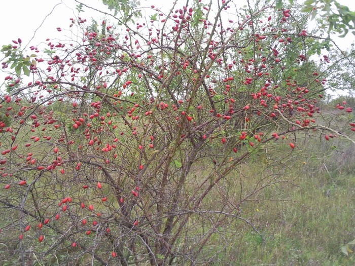 Culegerea maceselor in parg , sept 2010; Macesele pentru sirop se culeg in parg , inainte de caderea brumei . Sfarsitul lui august inc de sep
