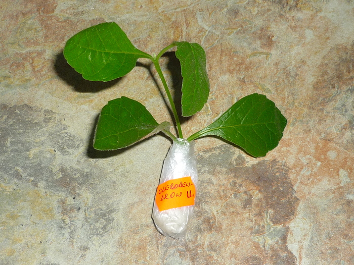 Clerodendron Ugandese in 16 sept 2010