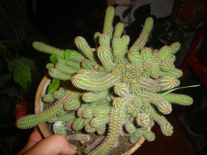 cactusi 004 - cactusi-nu-i mai am
