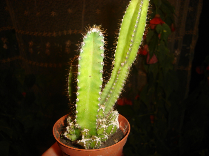 cactusi 011 - cactusi-nu-i mai am