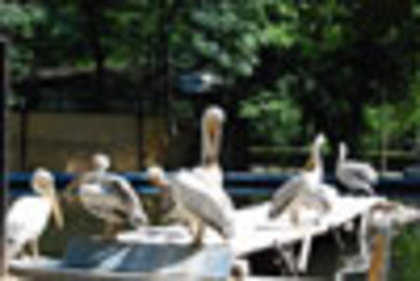 0002030_gradina_zoologica_pelican - poze  pelicani