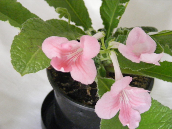  - streptocarpus PRINCESSE