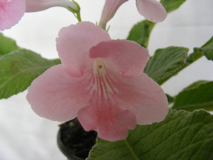  - streptocarpus PRINCESSE