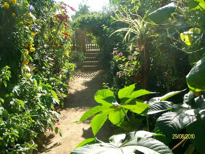 SANY2812 - flori si floricele