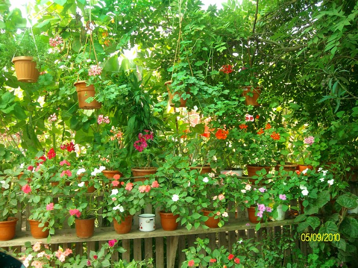 SANY2835 - flori si floricele