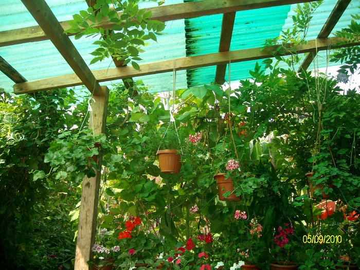 SANY2836 - flori si floricele