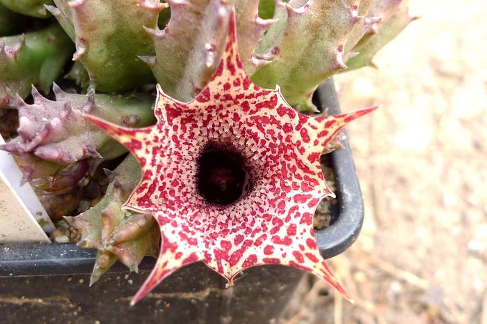  - Huernia hislopii subsp hislopii