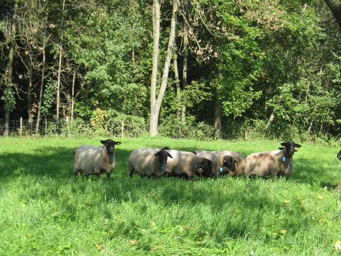 am gasit si oi -suffolk