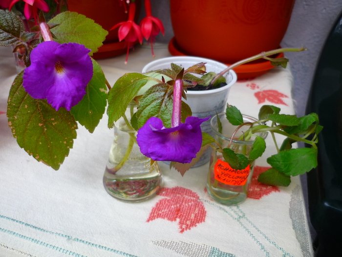 achimenes Purple King, Orange Delight si Yellow Beauty in 21 sept. 2010