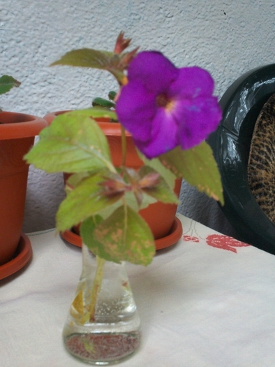 achimenes Purple King in 10 sept. 2010 - Purple King